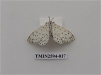 藏品(尺蛾107)的圖片